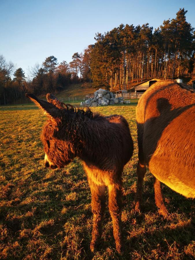 La Mirabelle Des 3 Forets Bricon Eksteriør bilde